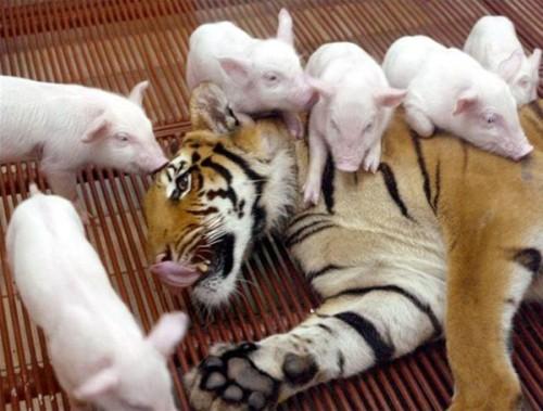 tiger-and-piglets-two